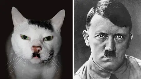 cat-looks-like-other-thing-lookalikes-celebrities-38__700.jpg Liopardo