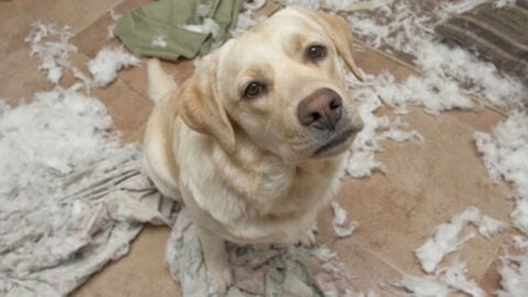 Liopardo