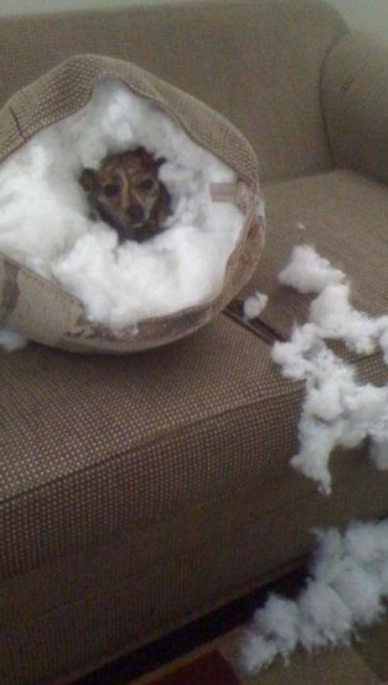 Liopardo