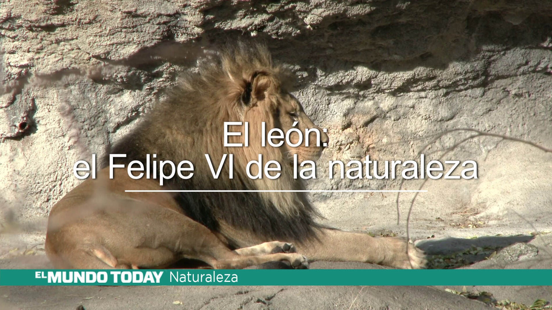 emetnaturalezaleon.jpg