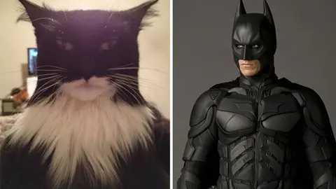 cat-looks-like-other-thing-lookalikes-celebrities-48__700.jpg Liopardo