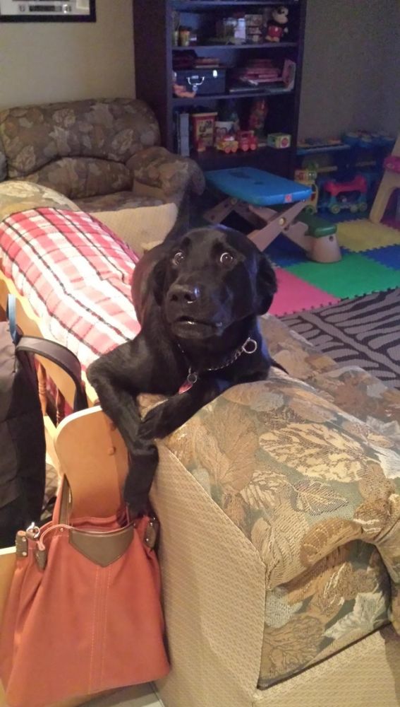 Liopardo
