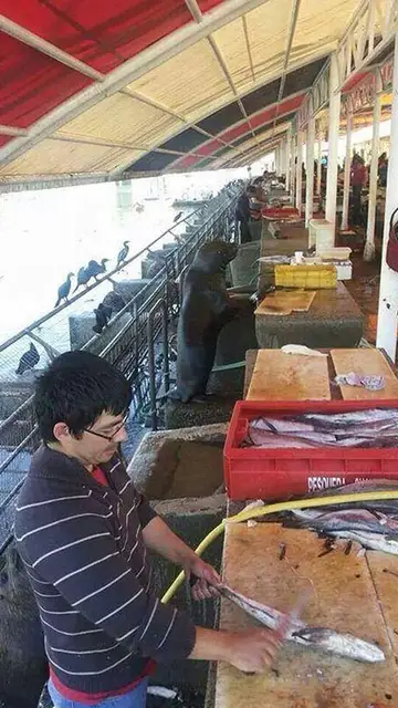 noencaja3.jpg Liopardo