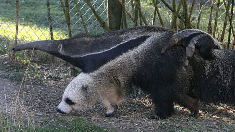 Liopardo