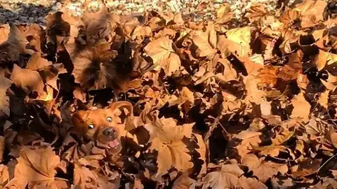 noencaja5.jpg Liopardo