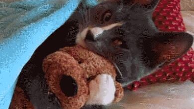 8 gifs definitivos de gatos para ganar la #BatallaDeGifsDeGatos