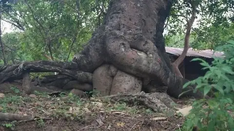 nover8.jpg Liopardo
