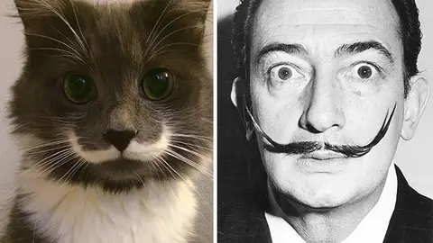 cat-looks-like-other-thing-lookalikes-celebrities-29__700.jpg Liopardo