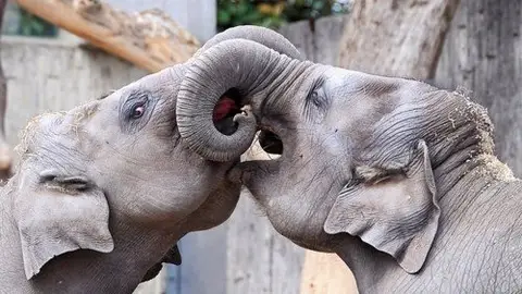 kissess19.jpg Liopardo