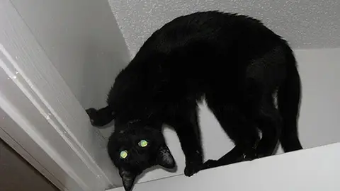 demoncat4.jpg Liopardo