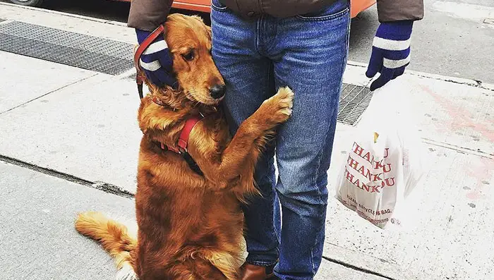 dog-gives-hugs-louboutina-retriever-new-york-11.jpg