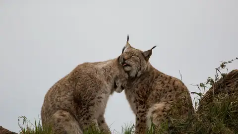 kissess11.jpg Liopardo