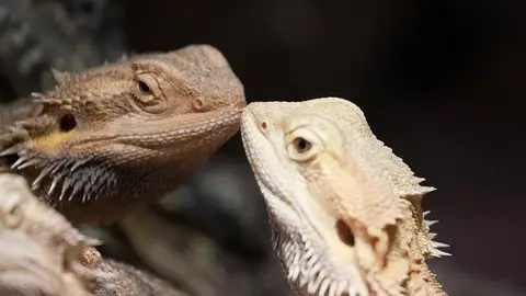 kissess16.jpg Liopardo