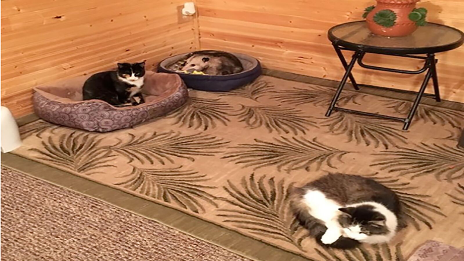 Pensaba que estaba cuidando de tres gatos hasta que su nieto se dio cuenta de que uno no lo era
