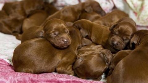 Liopardo