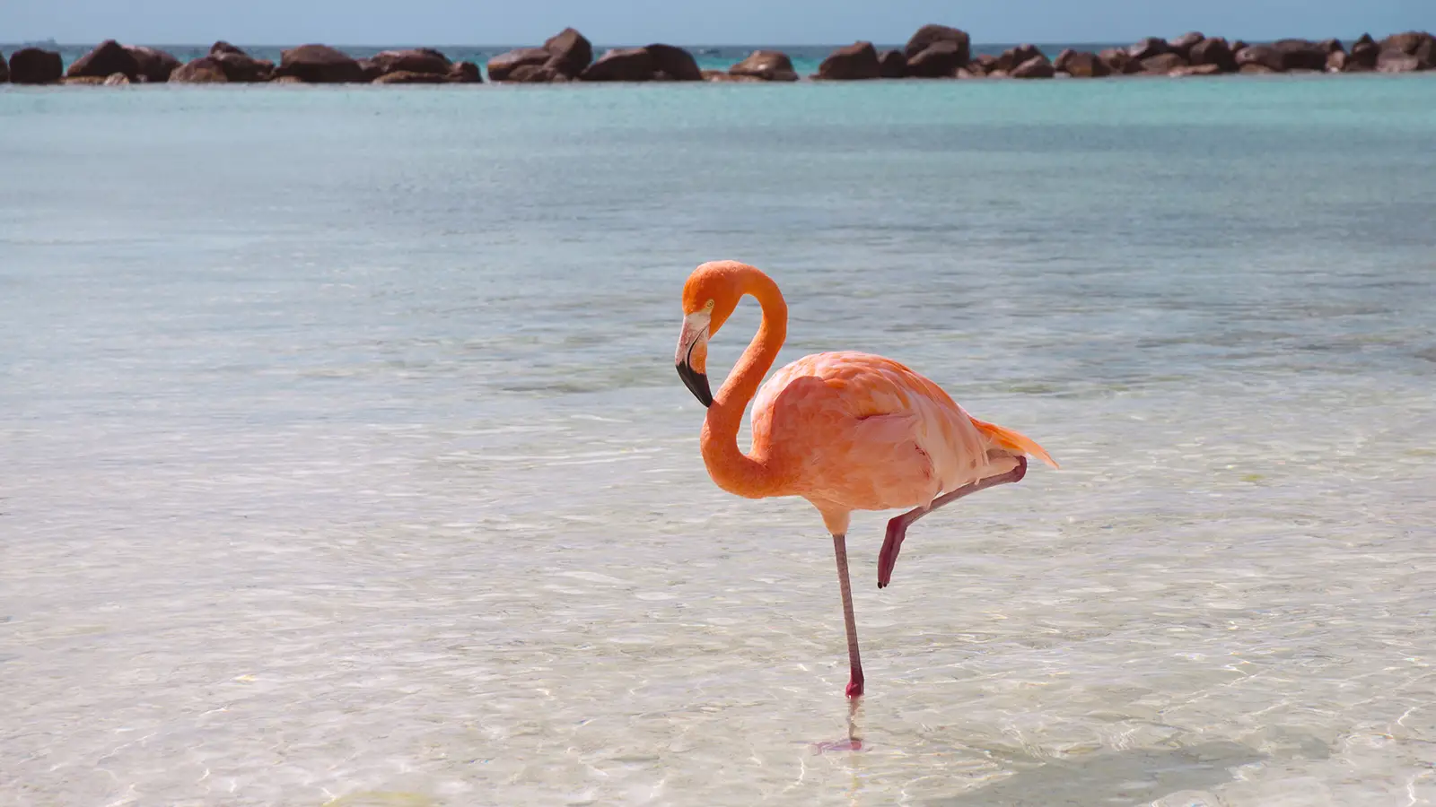 flamingo-standing.ngsversion.1396530994611.jpg