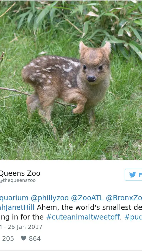 cute-zoo-animal-tweet-off-18.jpg