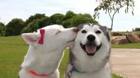 kissess15.jpg Liopardo