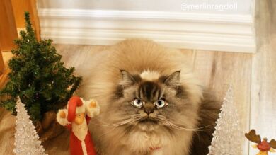 Merlín, el gato que odia con todas sus fuerzas la navidad