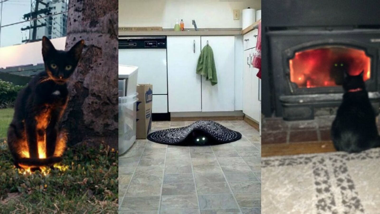 10 fotos que demuestran que los gatos son criaturas demoníacas