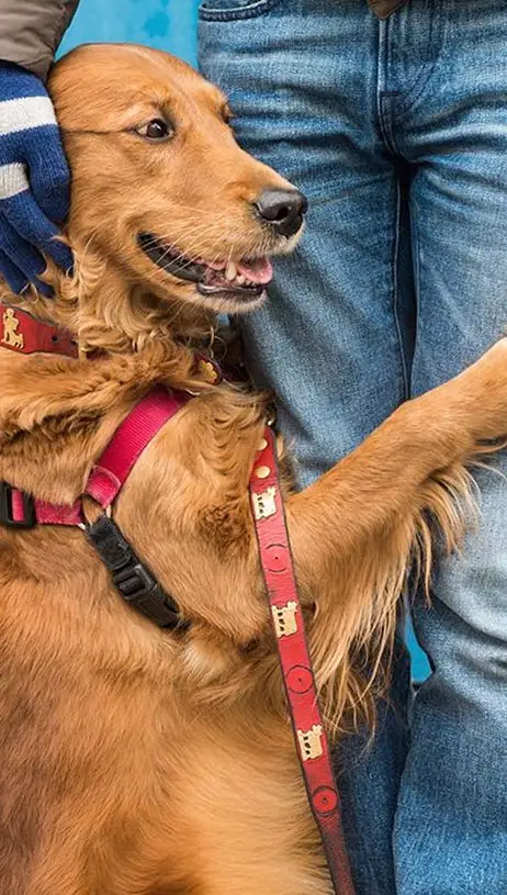 dog-gives-hugs-louboutina-retriever-new-york-10.jpg