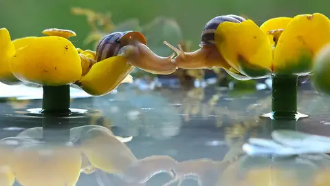 kissess5.jpg Liopardo