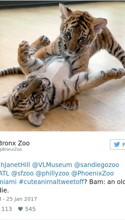 cute-zoo-animal-tweet-off-16.jpg