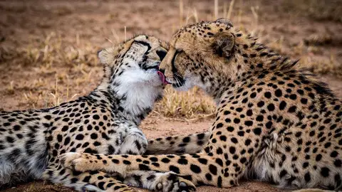 kissess6.jpg Liopardo