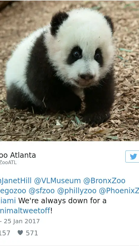 cute-zoo-animal-tweet-off-15.jpg