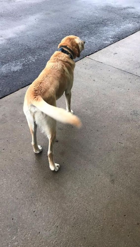 Liopardo