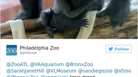 cute-zoo-animal-tweet-off-13.jpg Liopardo