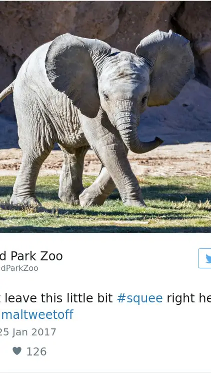 cute-zoo-animal-tweet-off-6.jpg