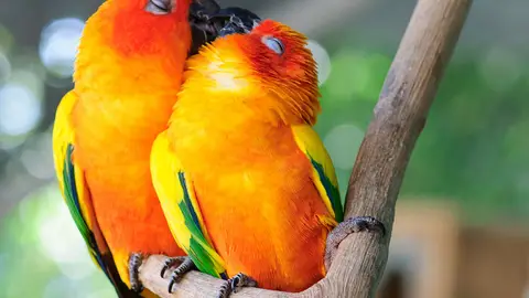 kissess2.jpg Liopardo