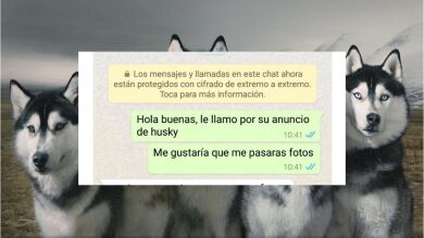 A la gente le hierve la sangre por lo que le dijeron a esta chica cuando pidió fotos de un perro para adoptarlo