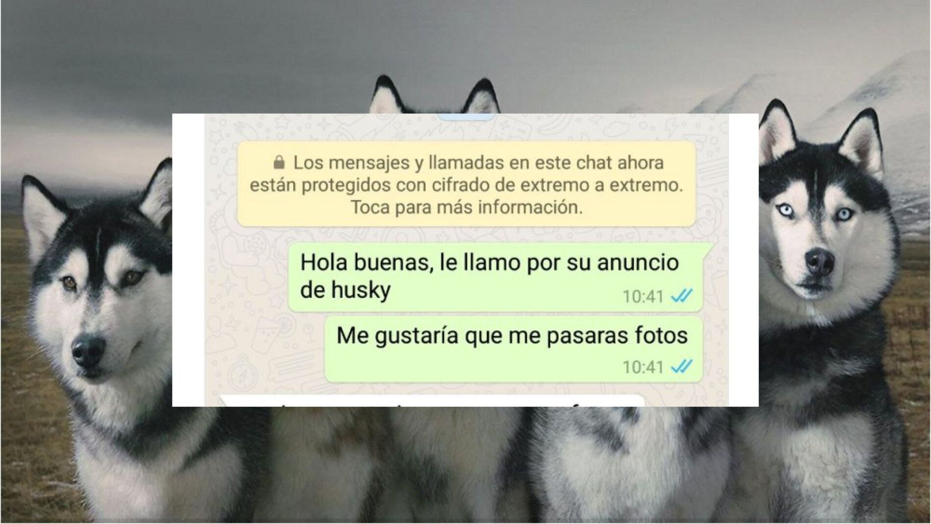 huskyfotosok.jpg