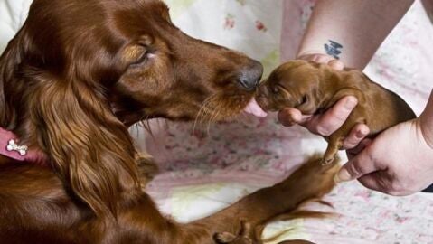 Liopardo