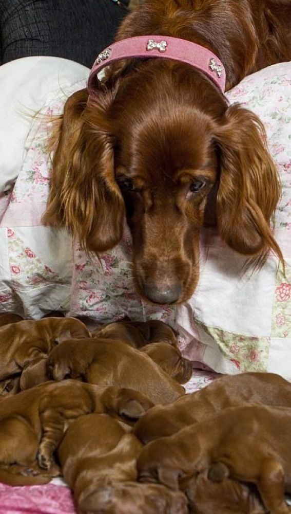 Liopardo