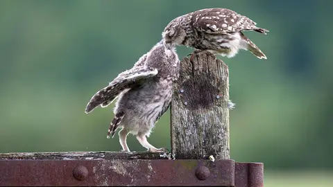 kissess4.jpg Liopardo