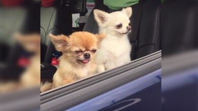 La curiosa historia que se esconde tras el famoso meme de los chihuahuas