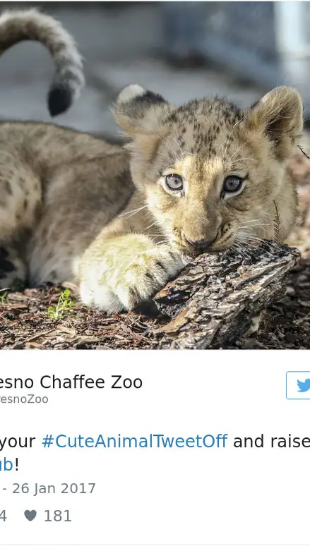 cute-zoo-animal-tweet-off-25.jpg