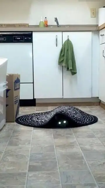 demoncat1.jpg Liopardo
