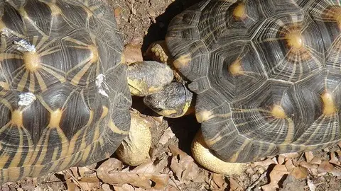 kissess17.jpg Liopardo