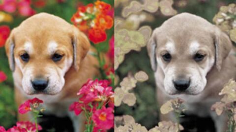 Liopardo