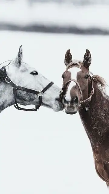 kissess18.jpg Liopardo