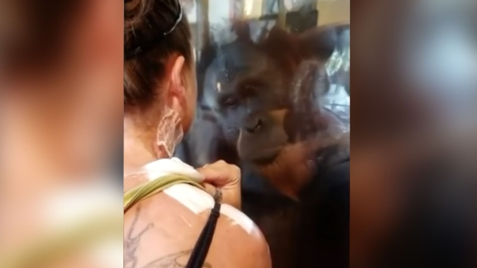 orangutanheridasok.jpg