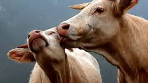 kissess14.jpg Liopardo