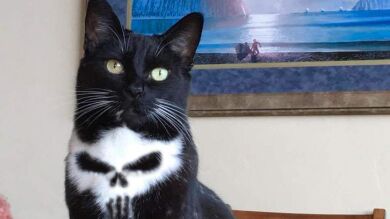 Este gato con una calavera en el pecho desata la batalla de montajes más popular del año