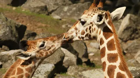 kisses8.jpg Liopardo