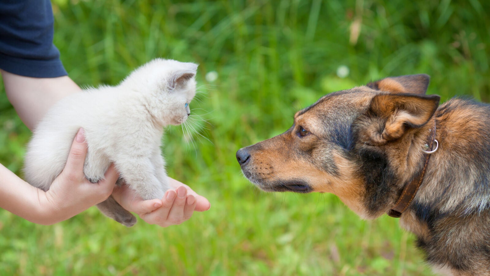 Quién es más inteligente: ¿el gato o el perro? Un estudio científico ha encontrado la respuesta
