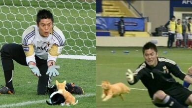 Ahora los porteros no atrapan pelotas, sino gatitos